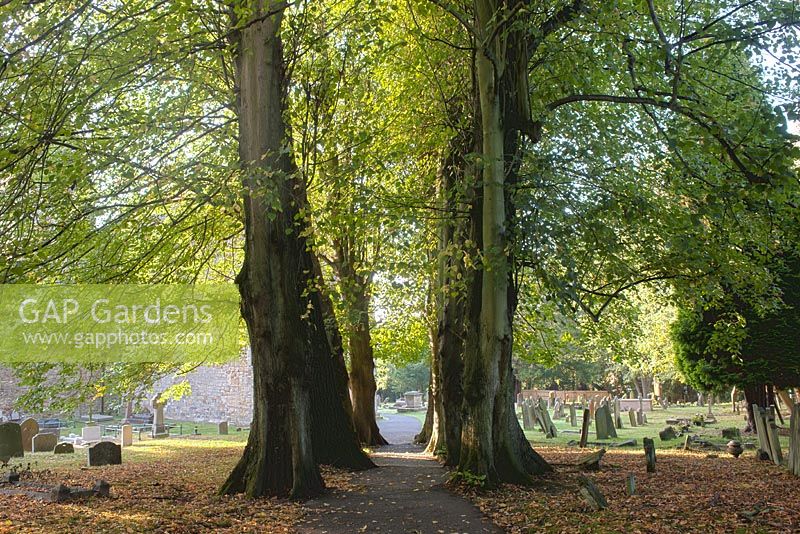 Tilia x eupopaea - Common Lime trees growing in a row - Worth churchyard, Sussex
