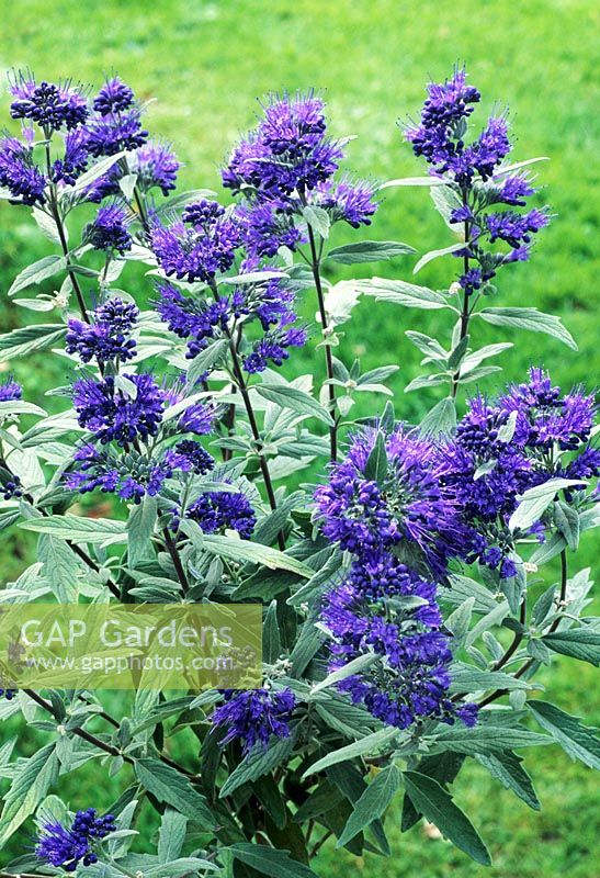 Caryopteris x clandonensis 'Dark Night'