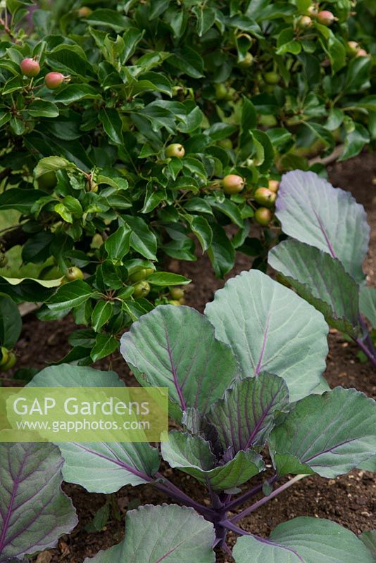 Red Drumhead lettuce with Apple 'Greensleeves' grown as a step-over.