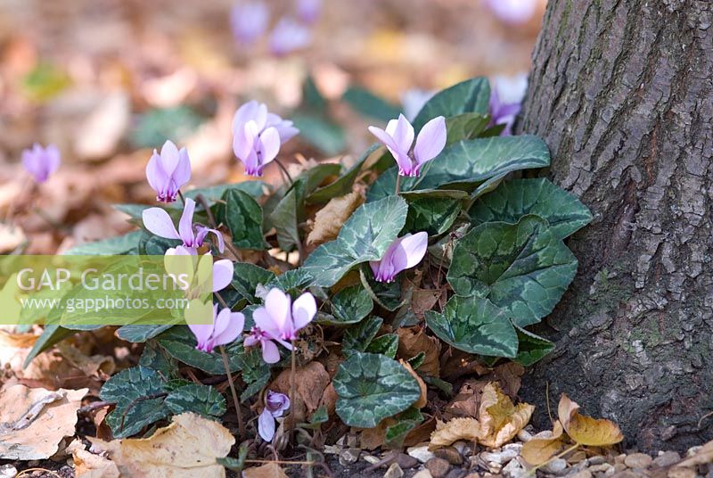 Cyclamen hederifolium amongst autumn leaves at the base of a tree. End of September