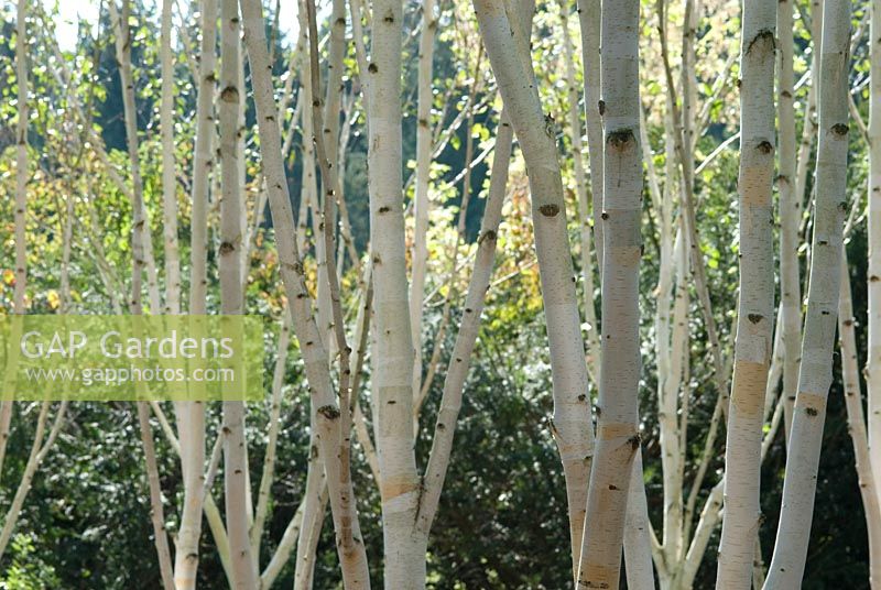Betula utilis var jacquemontii - Silver Birch stems, trunks and bark in early autumn