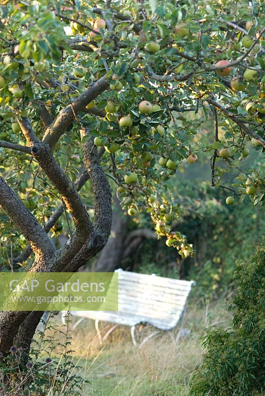 Wooden bench under old apple tree 
