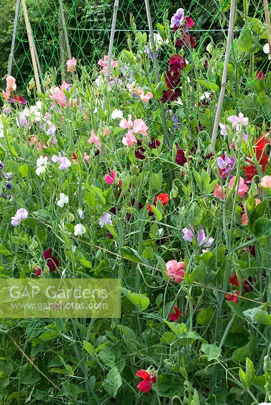 Lathyrus - sweet peas growing on a traditional support with netting and bamboo canes in a Vegetable Garden