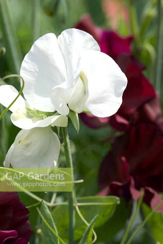 lathyrus - Sweet Pea 'Mrs Collier'