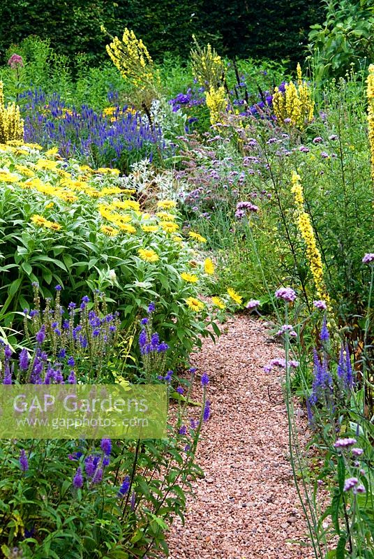 The Stone garden is naturalistic area to the south of the house where perennials are encouraged to self seed into a thick mulch of stones and pebbles. Included here are Inula hookeri, Veronica spicata, Verbascums and Verbena bonariensis - Holbrook Garden, Tiverton, Devon, UK