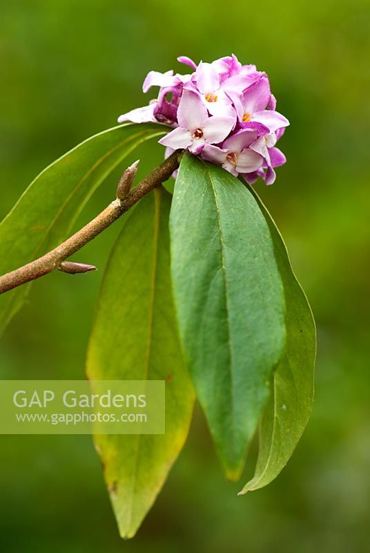 Daphne bholua 'Peter Smithers'. 