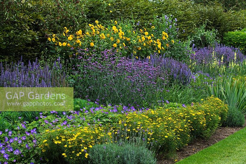 Late summer AGM border - Verbena bonariensis, Coreopsis verticillata 'Zagreb', Agastache 'Blue Fortune', Helianthus 'Loddon Gold', Lavandula angustifolia 'Hidcote',  Geranium 'Rozanne' - RHS Wisley, Surrey