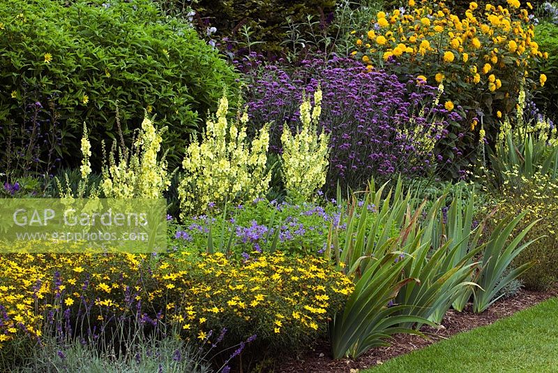 Late summer AGM border - Verbascum Cotswold Group 'Gainsborough', Verbena bonariensis, Helianthus 'Loddon Gold', Lavandula angustifolia 'Hidcote', Campanula lactiflora 'Pritchard's Variety', Coreopsis verticillata 'Zagreb' 