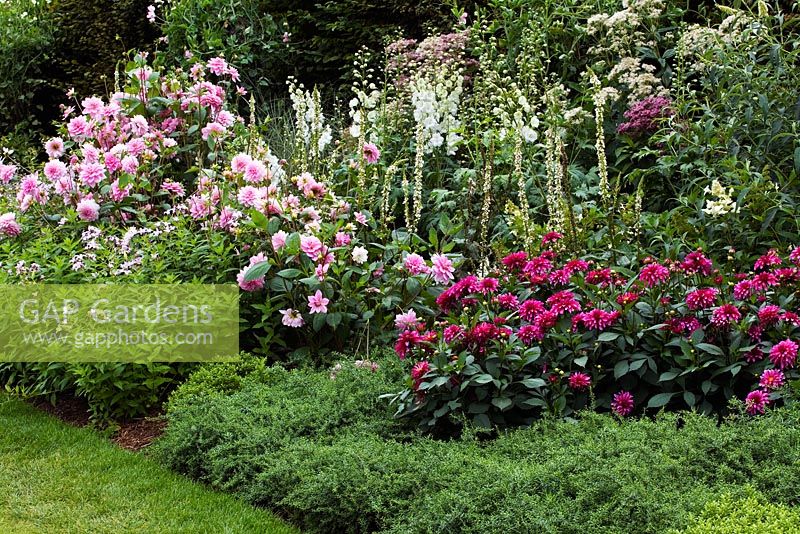 Late summer AGM border - Dalia 'Pearl of Heemstede', Dahlia Gallery Art Nouveau (Gallery Series), Verbascum chaixii 'Album' , Campanula lactiflora 'Loddon Anna' 