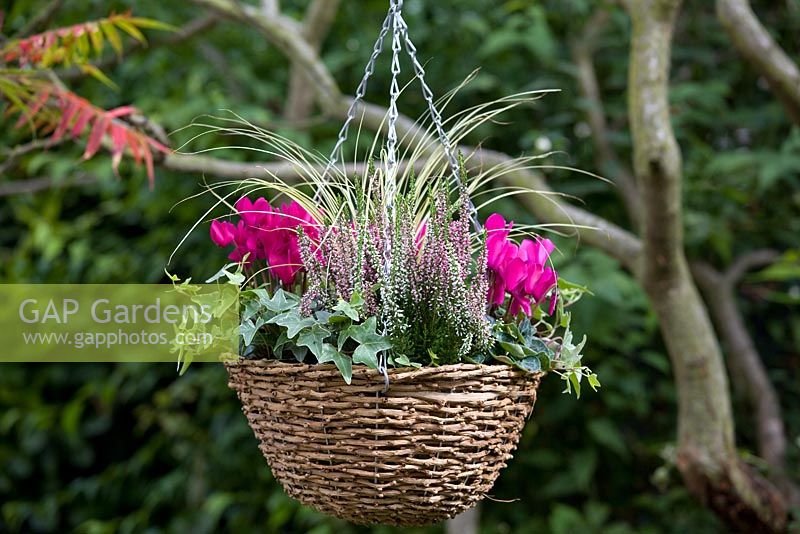 Hanging Basket with Cyclamen, Heather, Hedera - Ivy and Ornamental grass in autumn