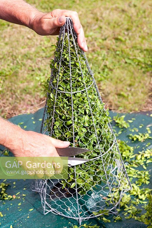 Trimming Box topiary around metal 'shaping' cage