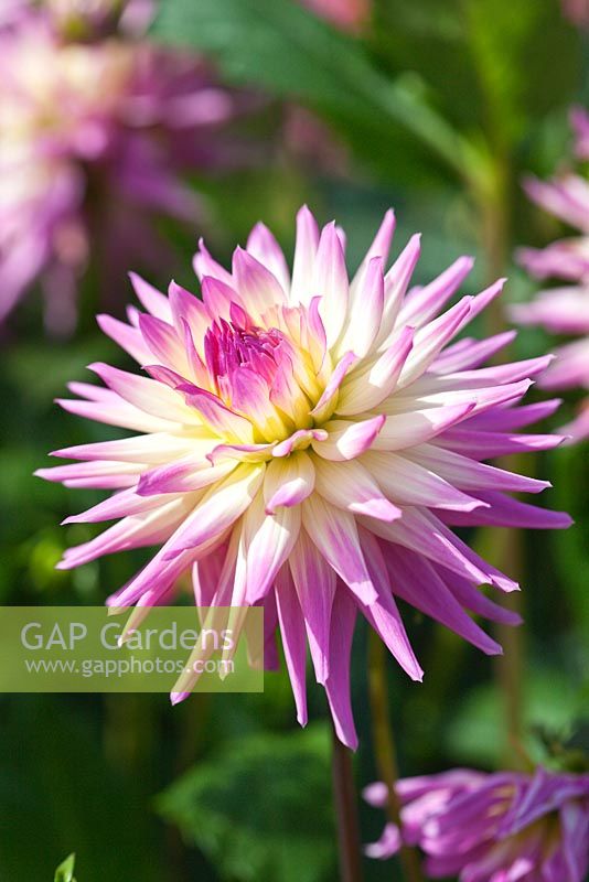 Dahlia 'Hapet Ideal'