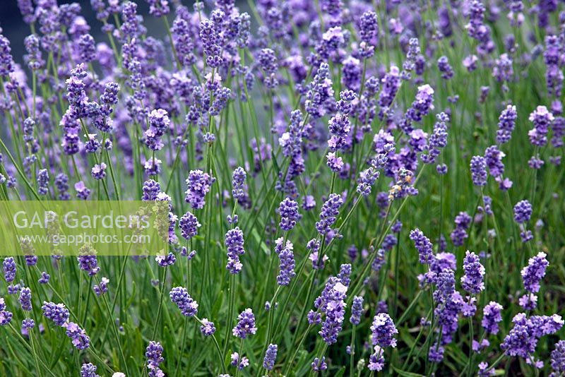 Lavandula angustifolia - Lavender 'Melissa Lilac'