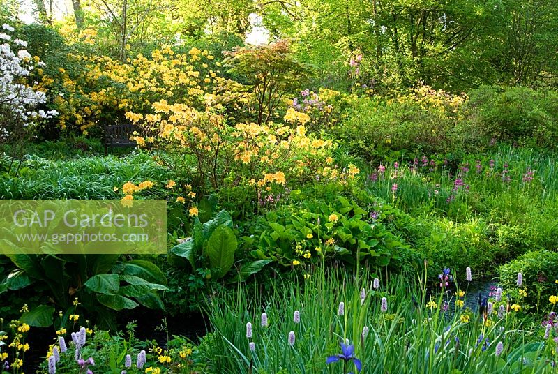 Yellow Primula prolifera, pink Primula pulverulenta, Irises, Persicaria and other bog plants such as Lysichiton americanus, Darmera peltata and Hostas surround the stream with Acers, Rhodoendrons and scented Azaleas roundabout - Minterne, Minterne Magna, Dorset, UK 
