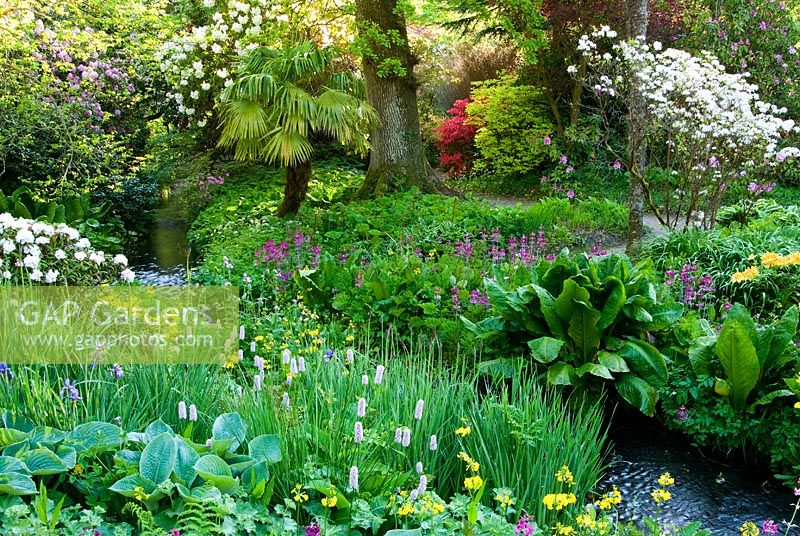 Yellow Primula prolifera, pink Primula pulverulenta, Irises, Persicaria and other bog plants such as Lysichiton americanus, Darmera peltata and Hostas surround the stream with Acers, Rhodoendrons and scented Azaleas roundabout - Minterne, Minterne Magna, Dorset, UK 
