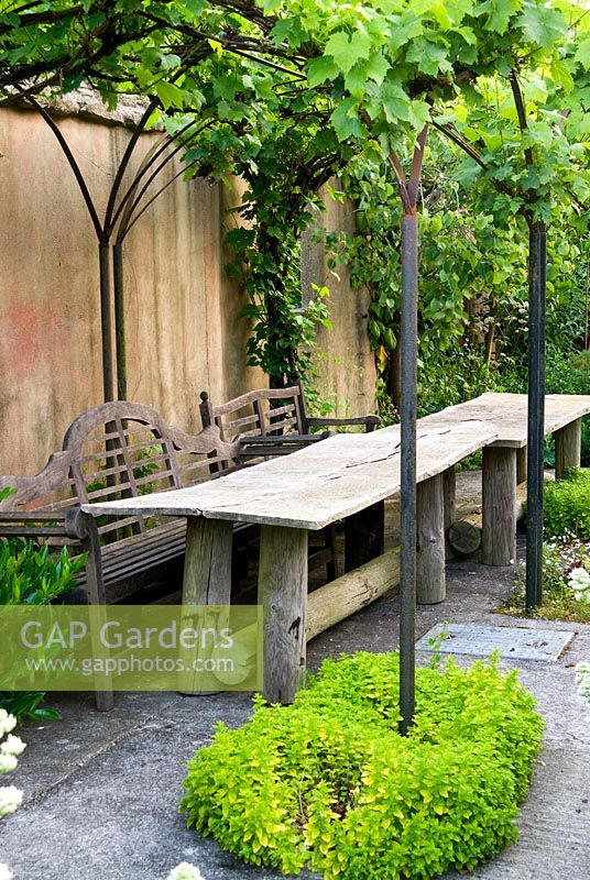 Covered seating area clothed with Vitis 'Brant'