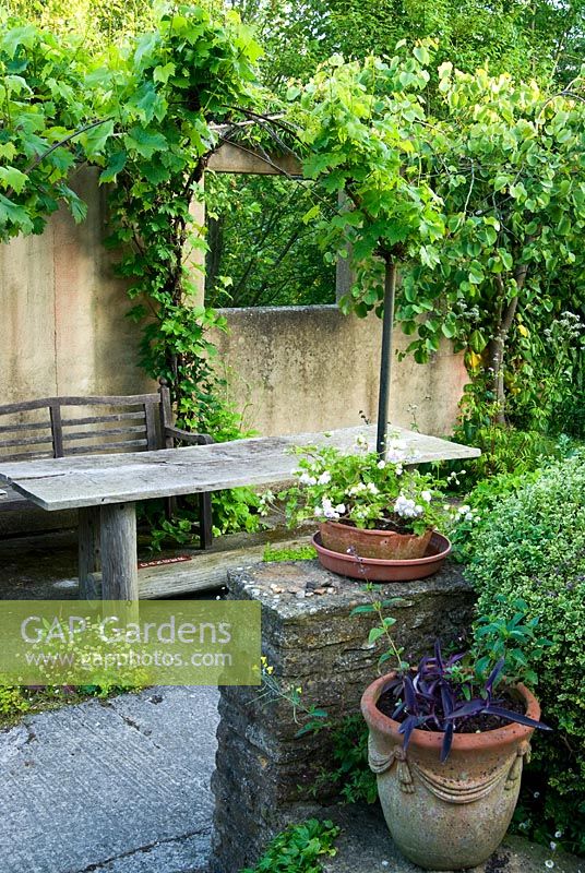 Covered seating area clothed with Vitis 'Brant'