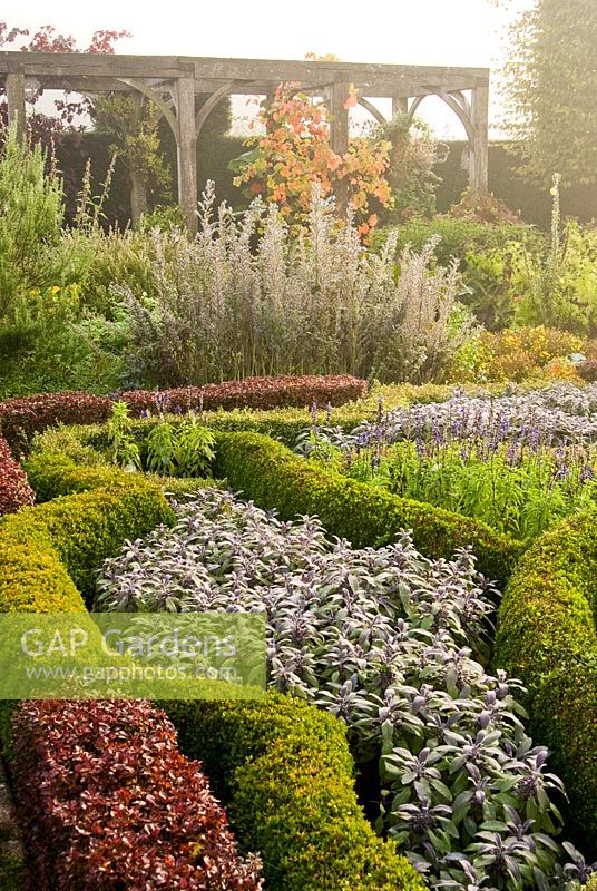 Formal knot garden made of box and berberis, infilled with purple sage and blue salvias