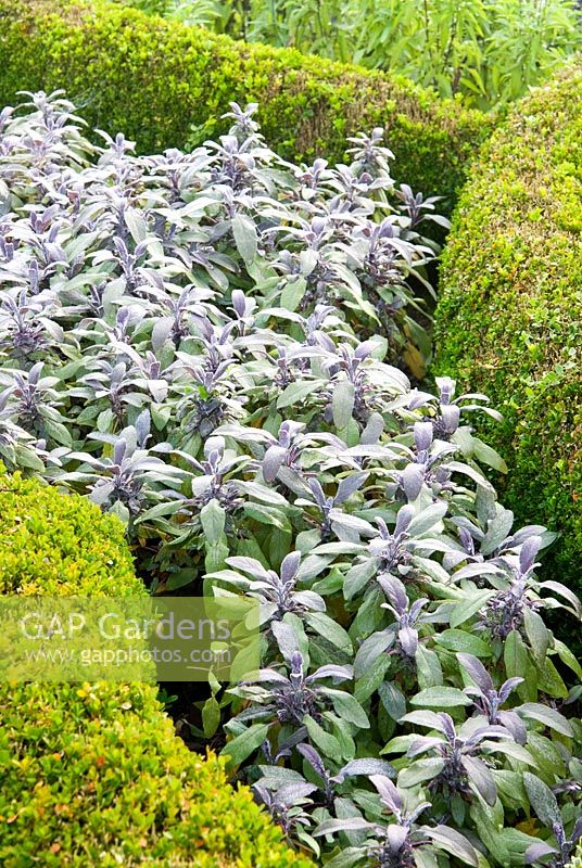 Knot garden of Buxus - Box infilled with Salvia - Purple Sage 