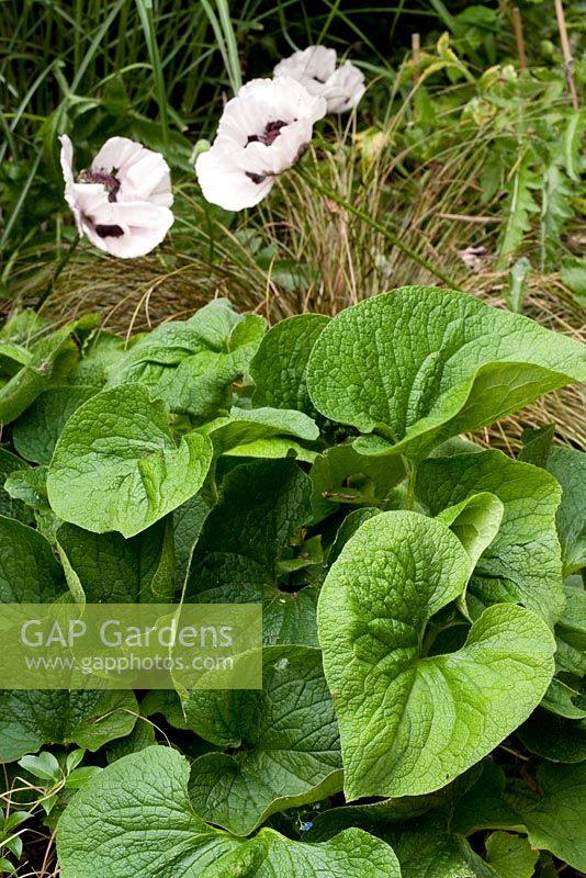 Brunnera macrophylla , Papaver orientale 'Perry's White' and Carex solandri in mixed border 