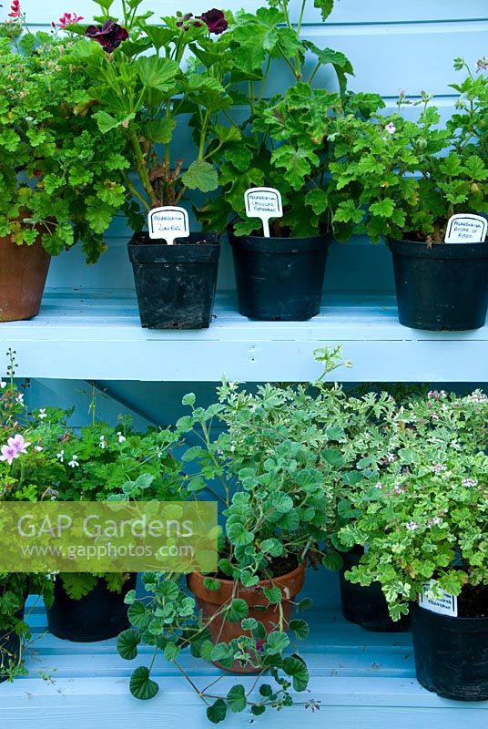 pelargoniums including 'Lord Bute', 'Chocolate Peppermint' and 'Attar of Roses', on staging beside blue potting shed
