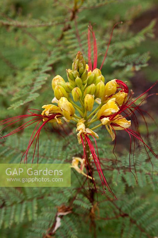 Caesalpinia gilliesi - Bird of Paradise Shrub