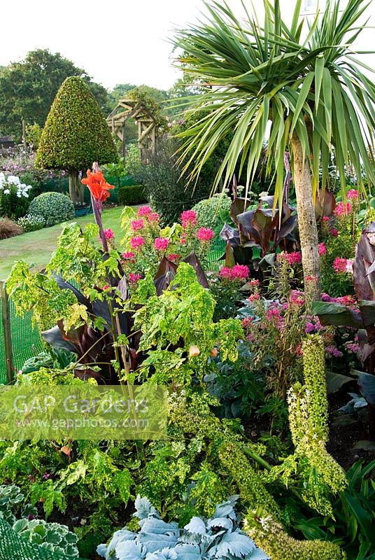 Island bed in the front garden is full of colourful exotics including a tall Cordyline, purple leaved Cannas, pink Cleomes, Eucomis and variegated Abutilon pictum 'Thompsonii' - Isle of Wight, UK