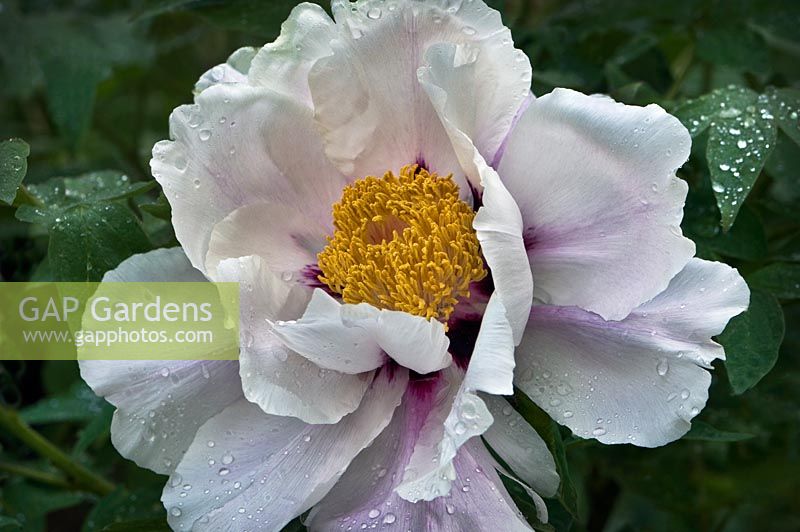 Paeonia suffruticosa 'Ezra Pound' - Tree Peony