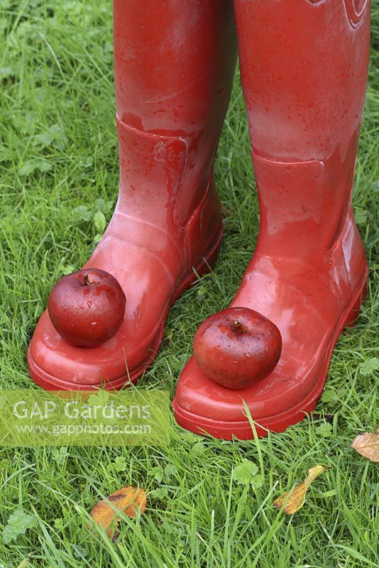 Red wellington boots with windfall Malus 'Harry Baker' Apples on the toes in October