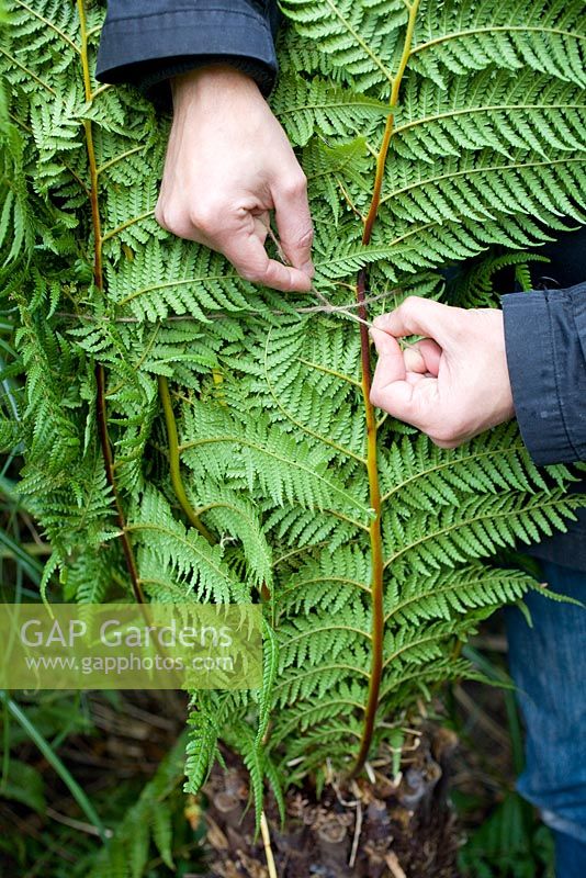 Insulating and Wrapping Dicksonia antarctica for winter