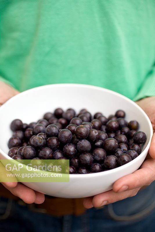 Making home-made Sloe Gin