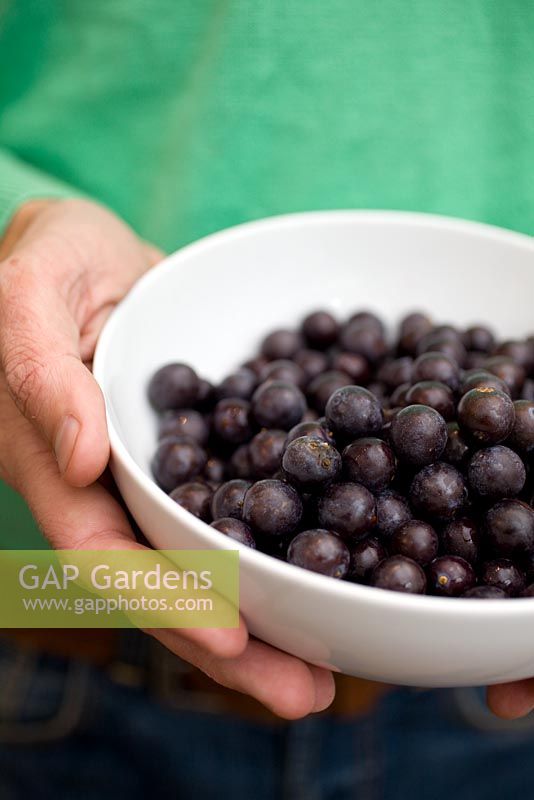 Making home-made Sloe Gin