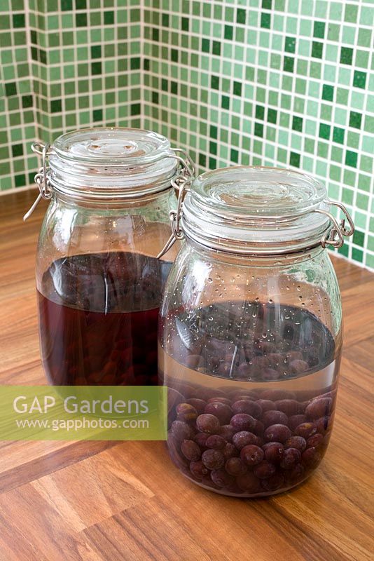 Making home-made Sloe Gin - Jars of berries soaking in gin and sugar 