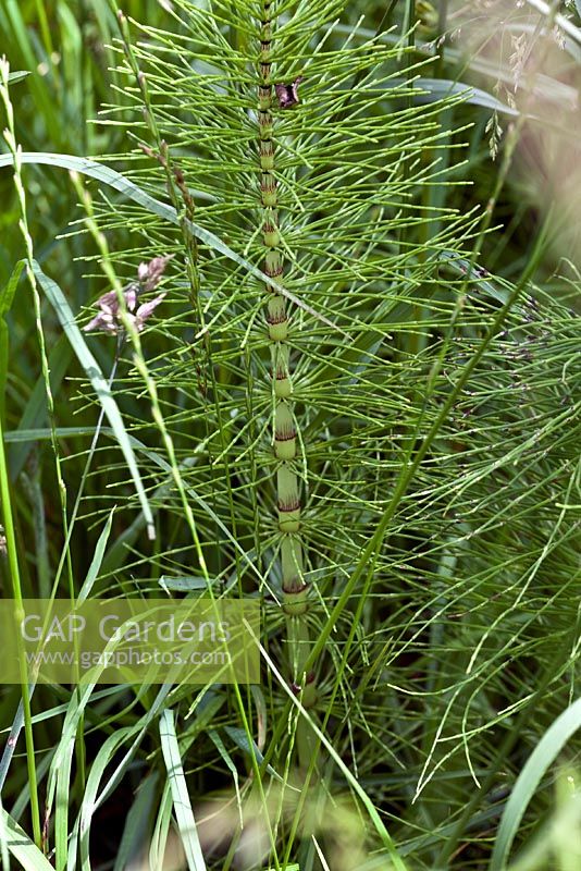 Elegia Capensis