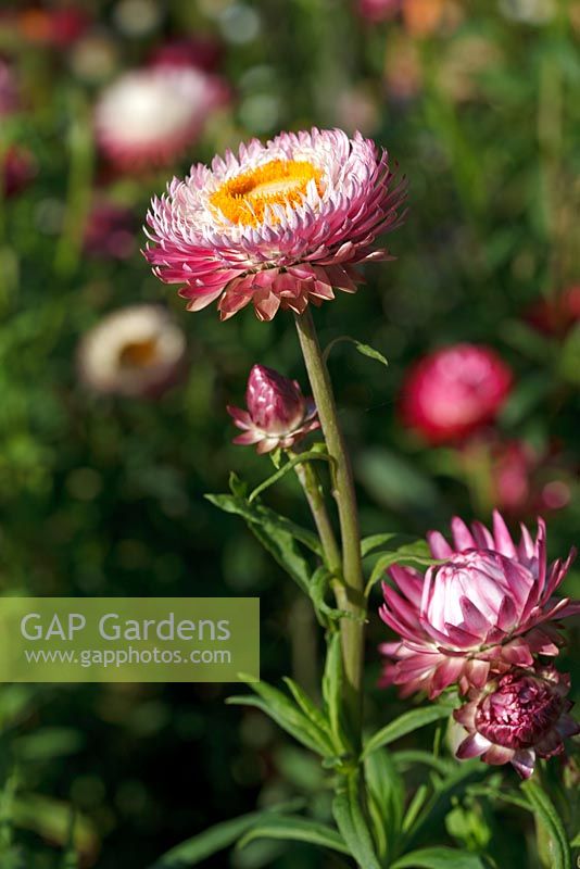 Helichrysum Bracteatum Monstrosum - Paper Daisy, Strawflower