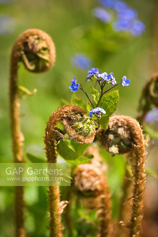 Unfurling fern in Spring with Omphalodes cappadocica