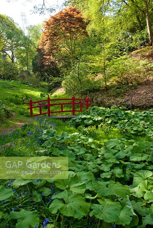bridge and bog garden in spring, Ramster gardens, surrey.