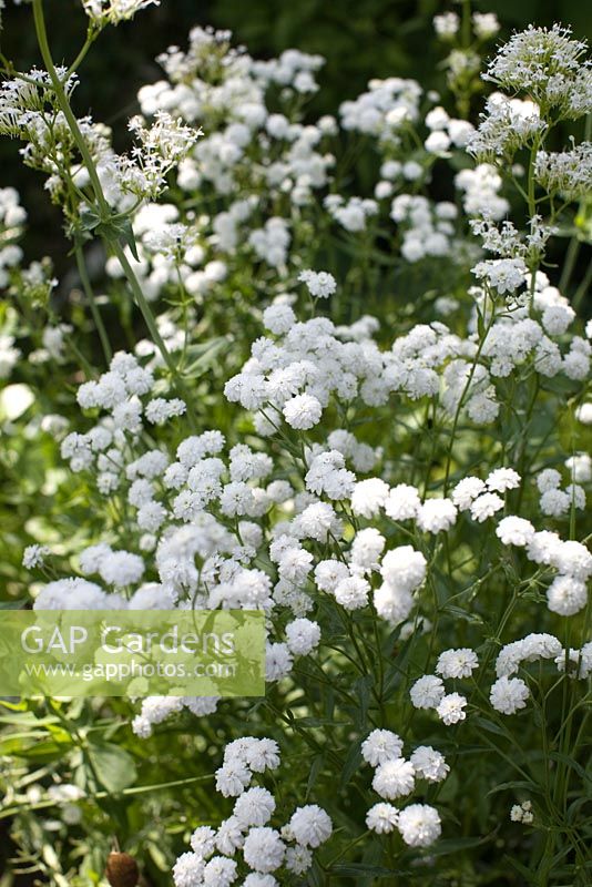 Centranthus ruber 'Albus'