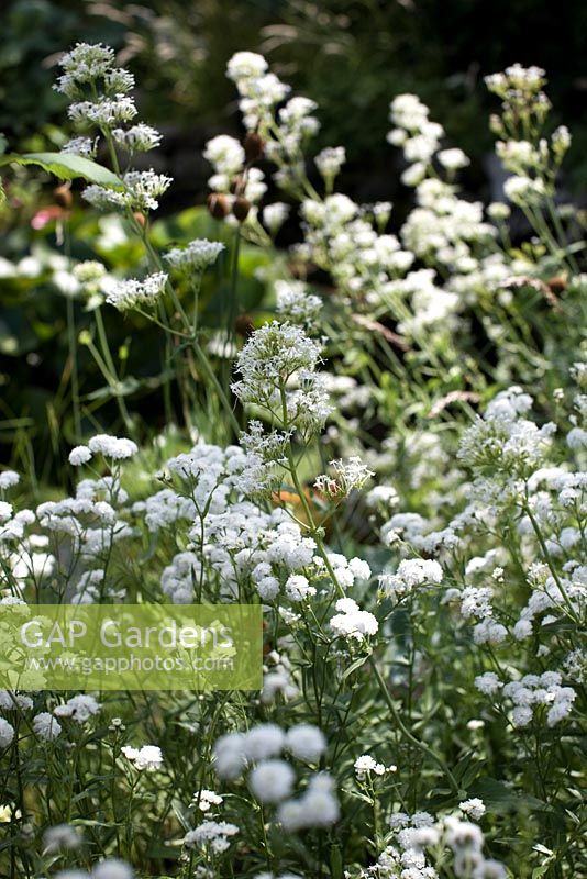 Centranthus ruber 'Albus'