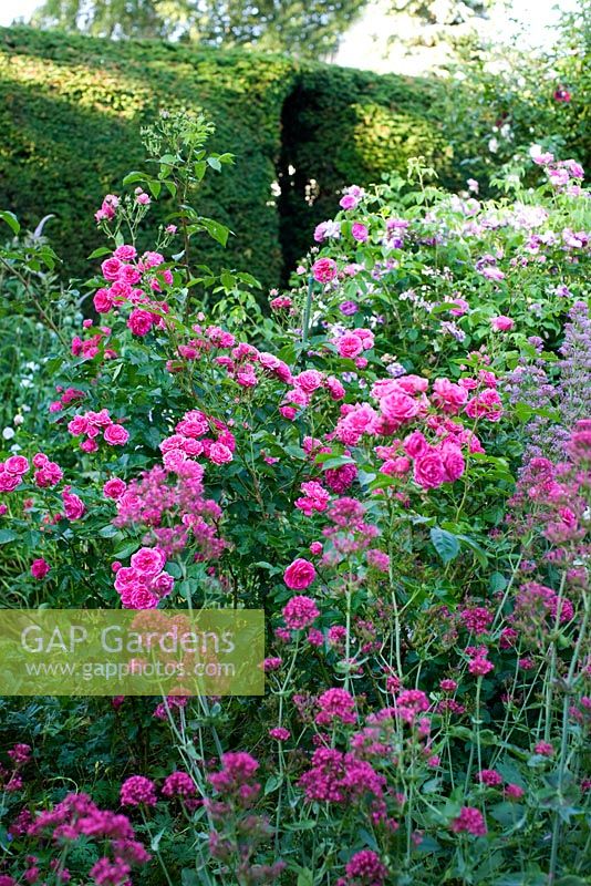 Geranium 'Patricia', Rosa 'Fritz Nobis', Rosa 'Elmshorn', Centranthus Ruber, Geranium 'Endress', Taxus - Yew hedge with gateway