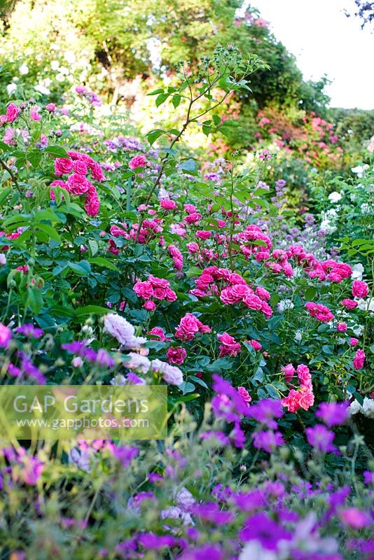 Geranium 'Patricia', Rosa 'Fritz Nobis', Rosa 'Elmshorn', Centranthus Ruber, Geranium endressii