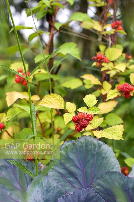 Brassica - Red cabbage and Rubus phoenicolasius - Japanese Wineberry