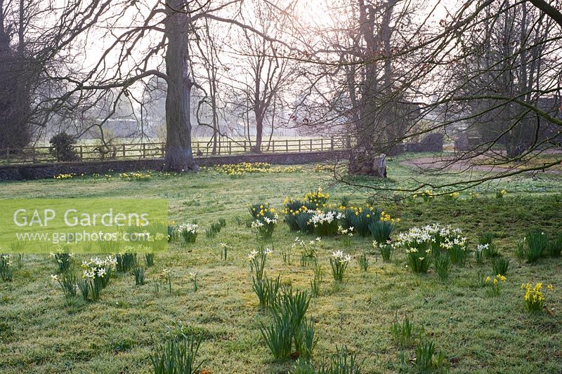 Narcissus naturalised in grass under Beech tree. Varieties inc Narcissus 'February Gold' and 'February Silver' -  Wretham Lodge, NGS Norfolk