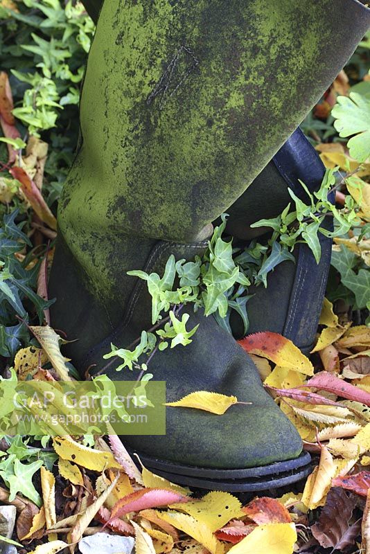 Old leather boots with Hedera and fallen leaves, October