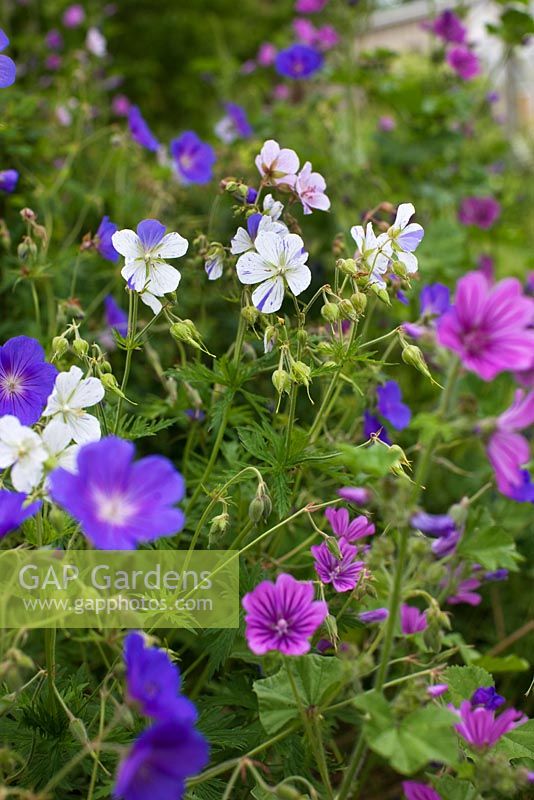 Malva and Geranium pratense var striatum 'Splish Splash' 