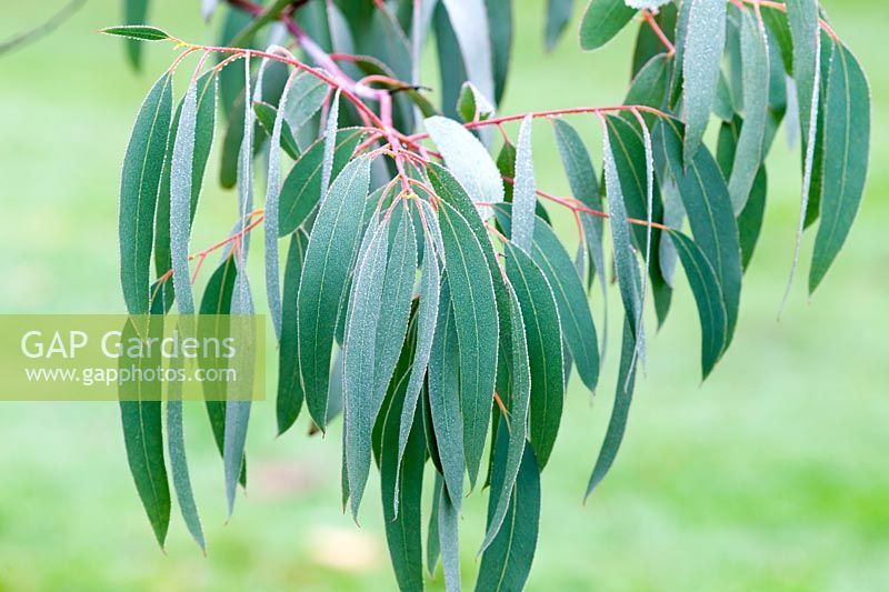 Eucalyptus perriniana - Spinning Gum
