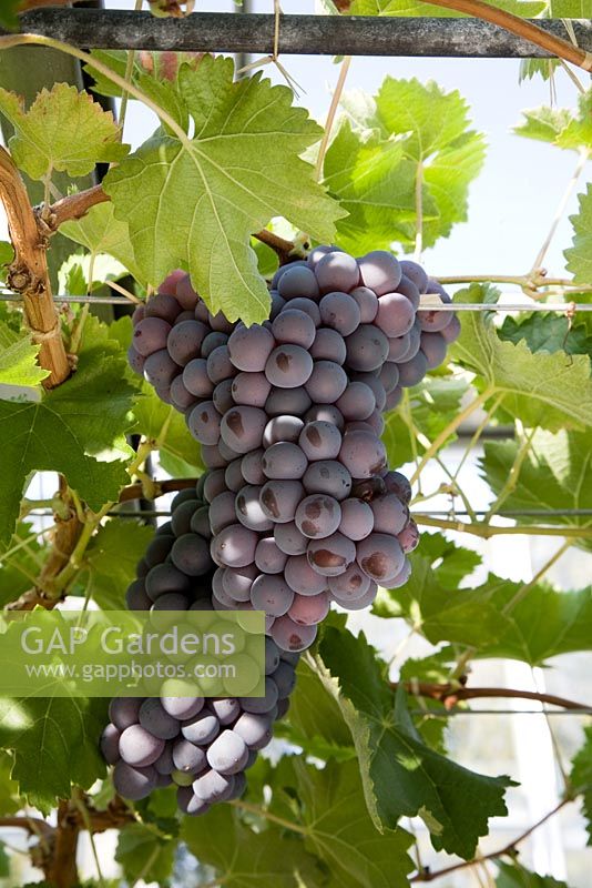 Vitis vinifera - Grape 'Black Hamburgh', syn. 'Schiava Grossa'