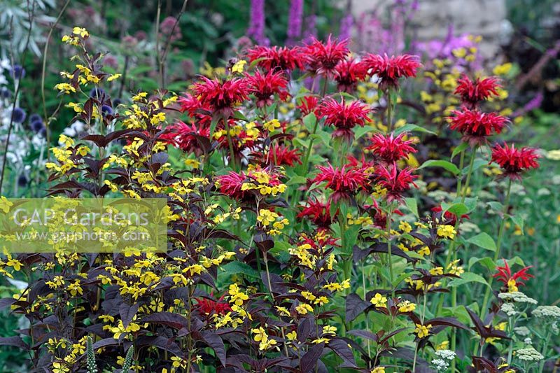 Monarda 'Gardenview Scarlet' with Lysimachia ciliata 'Firecracker'