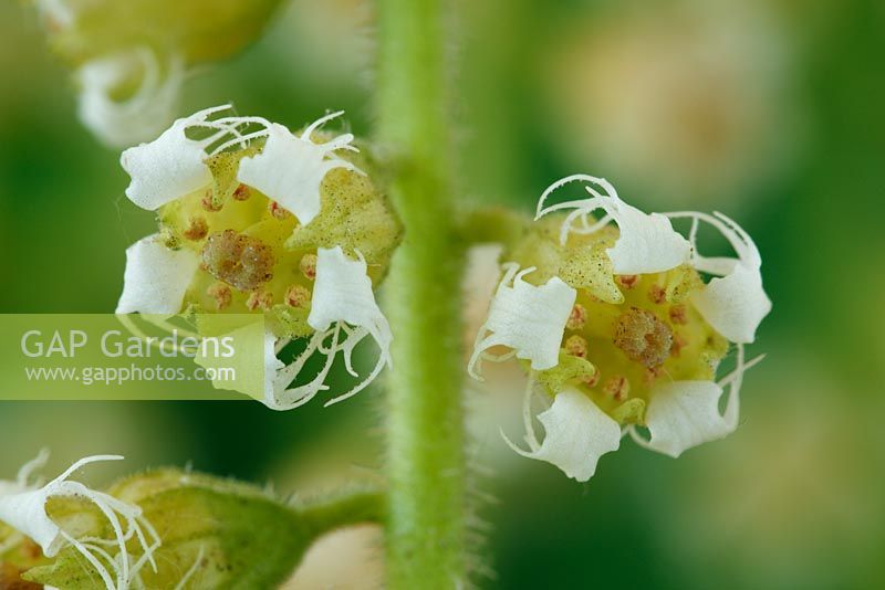Mitella diphylla  Mitrewort  May