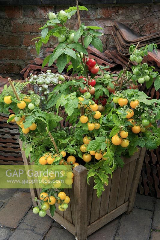 Yellow and red fruited dwarf cherry tomatoes growing in a square wooden tub and supported by short canes. 